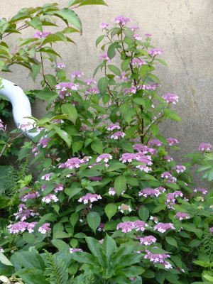 2018-06-26 Hydrangea serrata 1.jpg