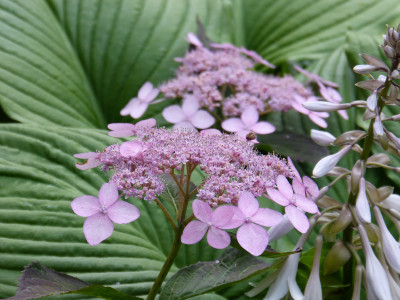 2018-06-26 Hydrangea serrata 2.jpg