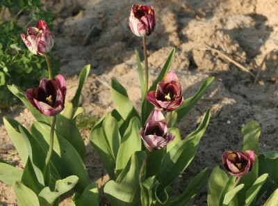 tulipa_insulinde_4857.jpg