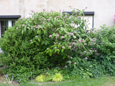 2018-06-26 Hydrangea aspera macrophylla.jpg