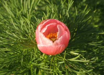paeonia_tenuifolia_rosea_4856.jpg