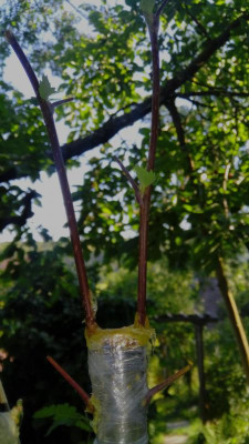 20180626_183723.jpg