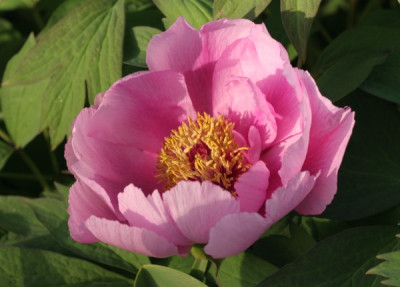 paeonia_suffruticosa_weidenbeet_4848.jpg