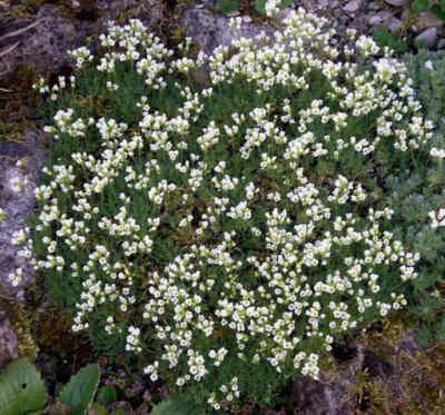 Draba_sundermannii_2007-04-16.JPG