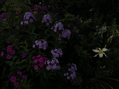 AE249E39-5778-456E-8162-4AC48DDAC7E4.jpeg