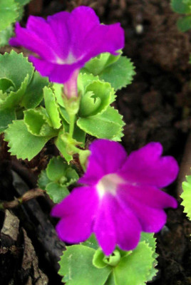 Primula_x_forsteri_Bileckii2007-04-16.JPG