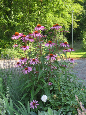 Echinacea2018.png