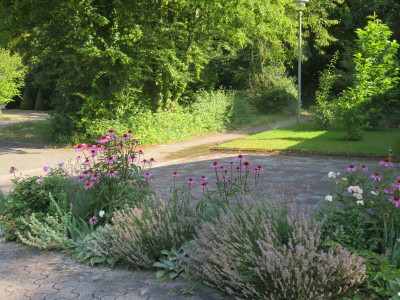 Echinacea2018_alle.png