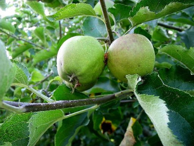 Apfel.JPG