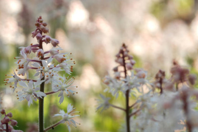 Tiarella-Schaum.jpg
