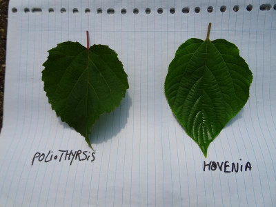 Poliothyrsis  Hovenia Blätter.jpg
