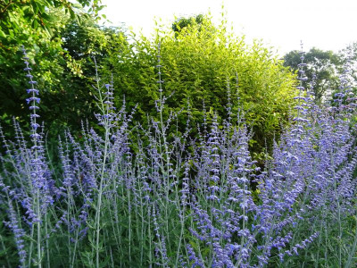 Perovskia atriplicifolia June 2018.JPG