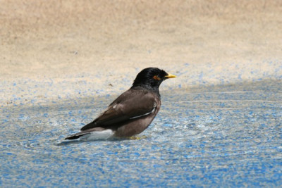 badender_Vogel.JPG