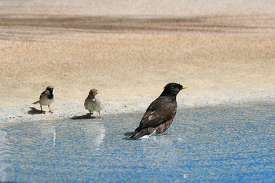 badender_Vogel_1.JPG