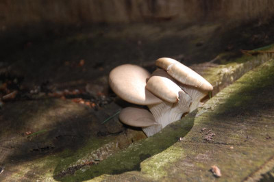 DSC_2942.JPG