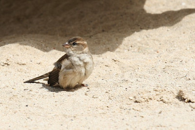 spatz.JPG