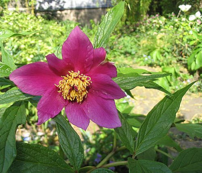 Paeonia_veitchii_2_fars_2007.jpg