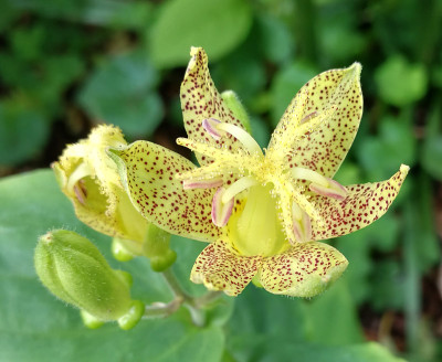 IMG_20180612_121806_eTricyrtis latifolia.jpg