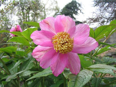 Paeonia_mairei_4_fars_2007.jpg