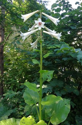 IMG_20180620_100245_eLilium giganteum var giganteum.jpg