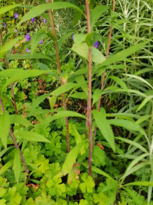 20180627_192846.jpg