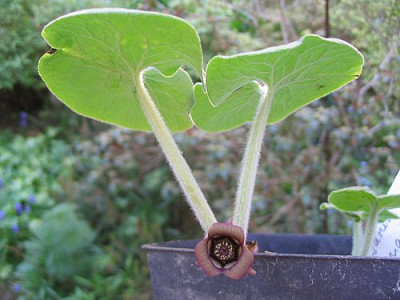 Asarum_canadense_fars_2007.jpg