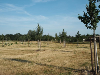 Streuobstwiese 28.6.18 ue.JPG