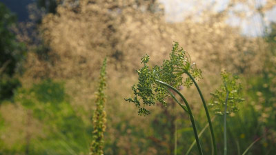 Peucedanum officinale P7080304.JPG