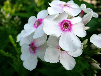 Phlox.JPG