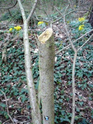 Rhus2.jpg