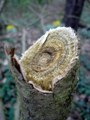 Rhus1.jpg
