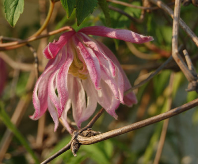Grossblutige_Waldrebe_Rosy_OGrady_HW_1243_92.jpg