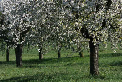 Baumhochzeit-1.jpg