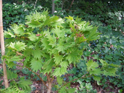 Acer_shirasawanum_Aureum.jpg