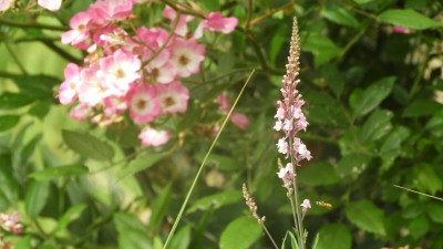 DSCN3332.JPG