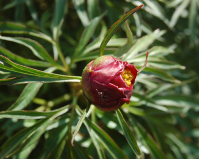 Stauden-Pfingstrose_Smouthii_R_1211_92.jpg