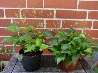 Astilbe simplicifolia Slg Vergleich.JPG