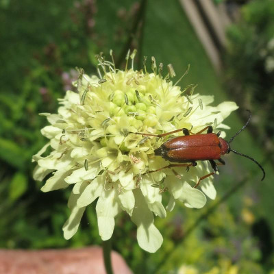 Cephalaria gigantea_6859.jpg