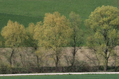 Dezente-Randerscheinung.jpg