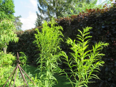 Solidago.png