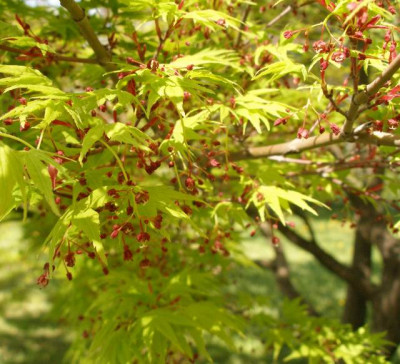 HBV_acer_palmatum_blueten_2007-04-14.jpg