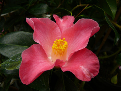 Coral-Bouquet07.jpg