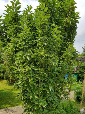 20180610_115958.jpg