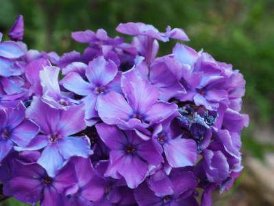 Phlox Blue Paradise P6230288.JPG