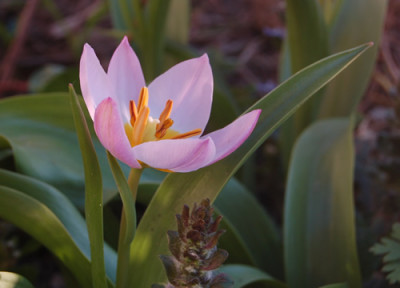 Kretische_Tulpen_Lilac_Wonder_S3_1251_95.jpg