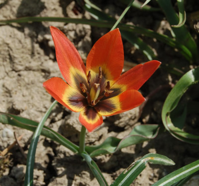 Tulpe_Little_Princess_S_1035_88.jpg