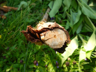 DSCN7838.JPG