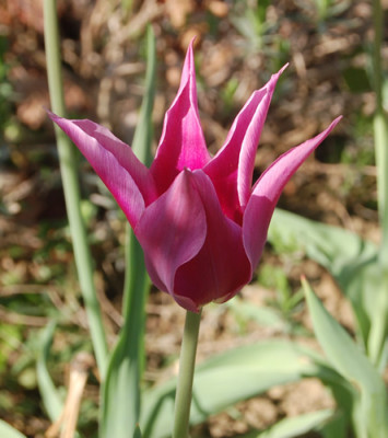 Lilienblutige_Tulpe_Burgundy_S4_1048_92.jpg