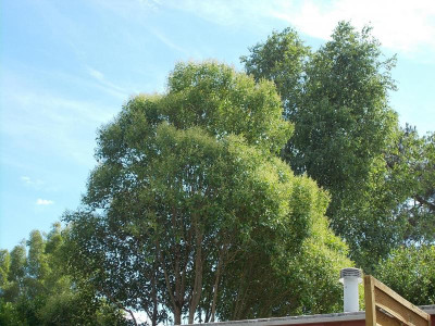 Ligustrum immergrün.JPG