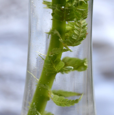 Farn-im-Glas.jpg